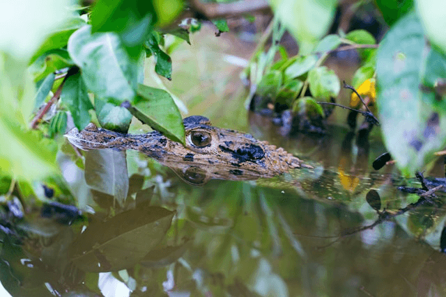 Night caiman spotting in Amazon blackwater creeks