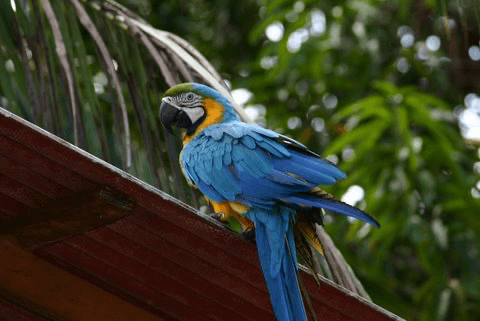 Amazon wildlife observation including toucans, macaws, and pink dolphins